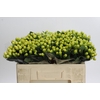 Hypericum Smiley Romance