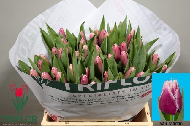 <h4>TU FR SAN MARTIN</h4>