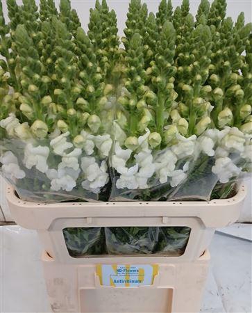 <h4>Antir Op White</h4>