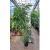 Ficus Alii