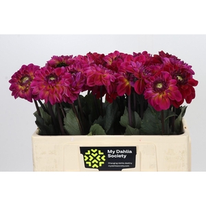 Dahlia Dancing Don
