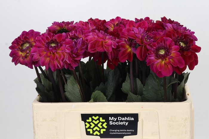 <h4>Dahlia Dancing Don</h4>