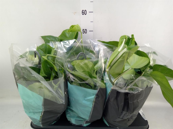 <h4>Epipremnum ...</h4>