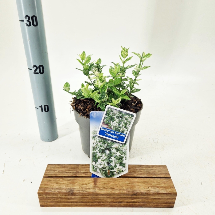 <h4>Euonymus fort. 'Harlequin'</h4>