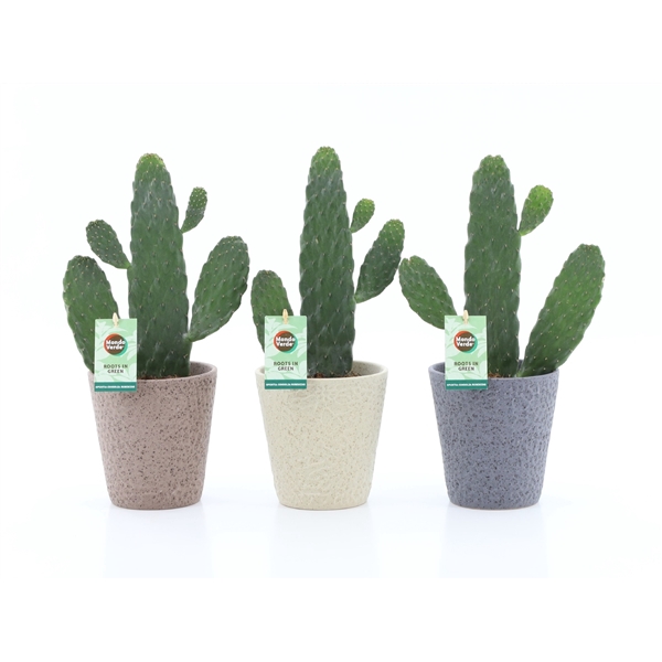 <h4>Opuntia rubescens Consolea in Nature keramiek</h4>