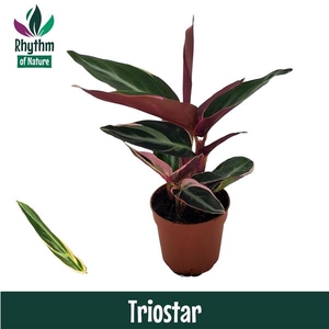 Stromanthe sanguinea 'Triostar'