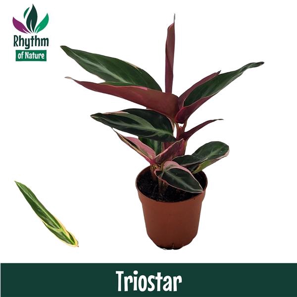 <h4>Stromanthe sanguinea 'Triostar'</h4>