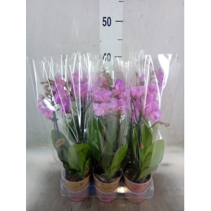 Phalaenopsis multi. 'Ant Stuttgart'