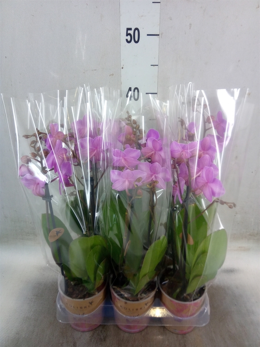 <h4>Phalaenopsis multi. 'Ant Stuttgart'</h4>