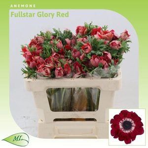 Anemone Fullstar Glory Red