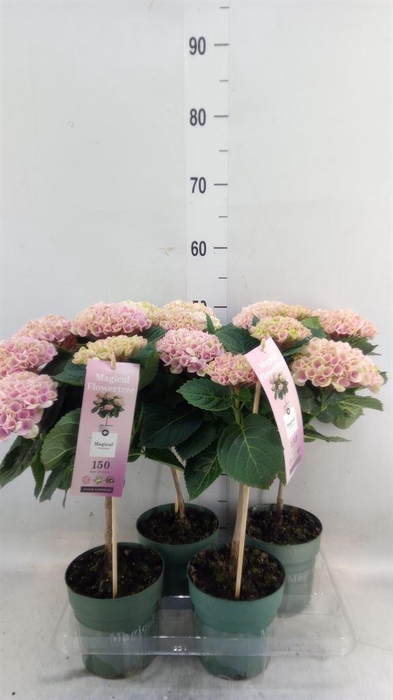 <h4>Hydrangea mac. 'Magical Revolution'</h4>