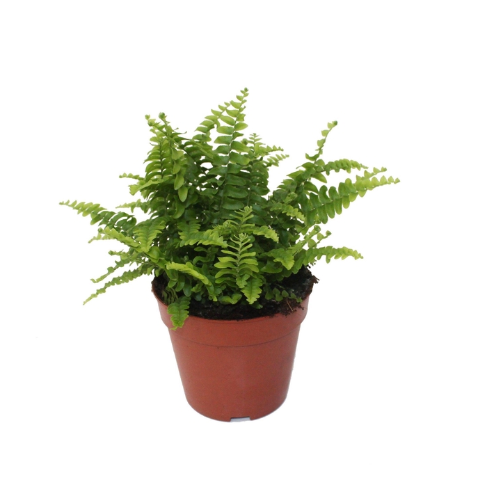 <h4>Nephrolepis Green Lady - Compact</h4>