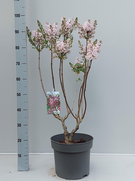 <h4>SYRI VULGARIS</h4>