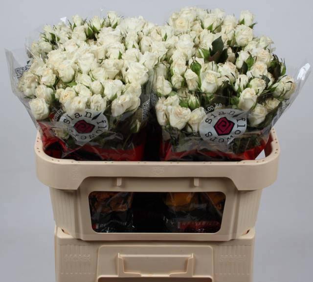 <h4>R TR WEDDING PARTY</h4>