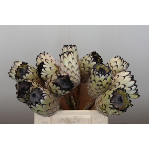 Protea Barbigera White No leaves