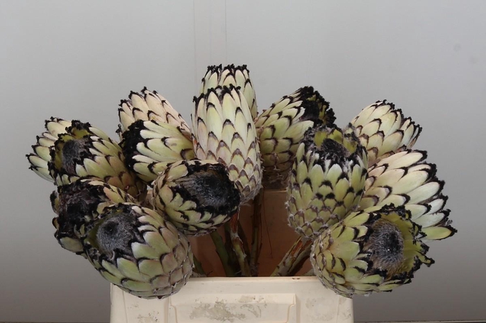 <h4>Protea Barbigera White No leaves</h4>