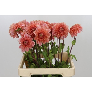 Dahlia Romance
