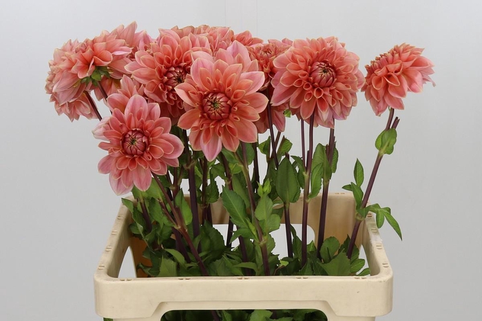 <h4>Dahlia Romance</h4>