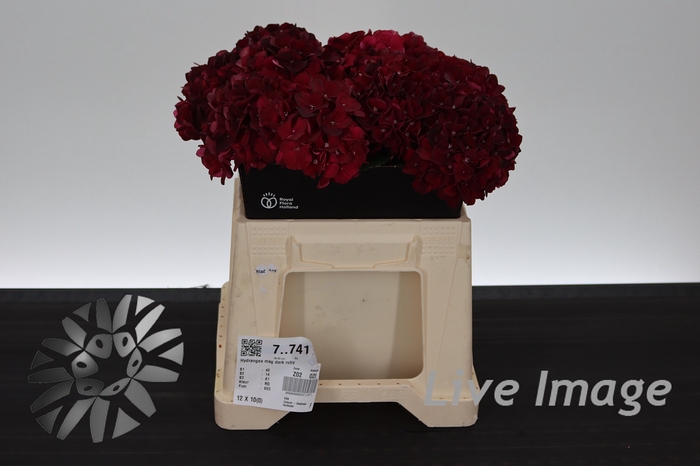 <h4>Hydrangea mag dark ruby</h4>