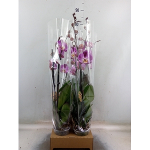 Phalaenopsis   ...