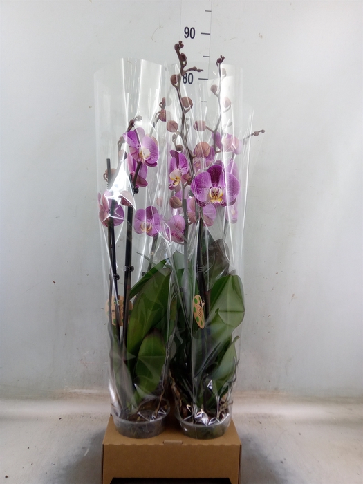 <h4>Phalaenopsis   ...</h4>