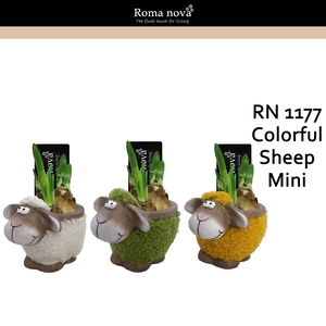 Narcis Rom 1177 Colorful Sheep Mini