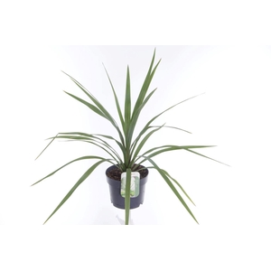 Cordyline australis Peko