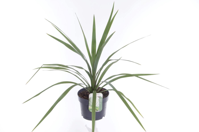<h4>Cordyline australis Peko</h4>