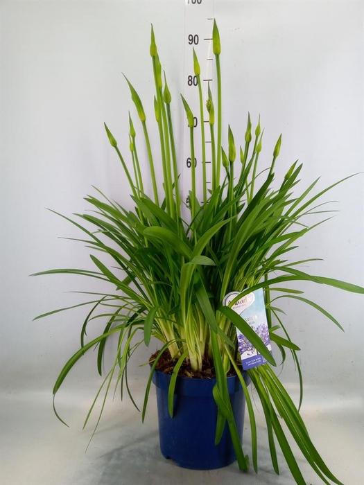 <h4>Agapanthus  'Amourette Superb'</h4>