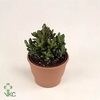 Crassula Convoluta