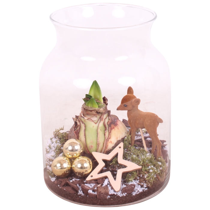 <h4>Opm Christmas Arr. Amaryllis Glass Milk Jug Vase</h4>