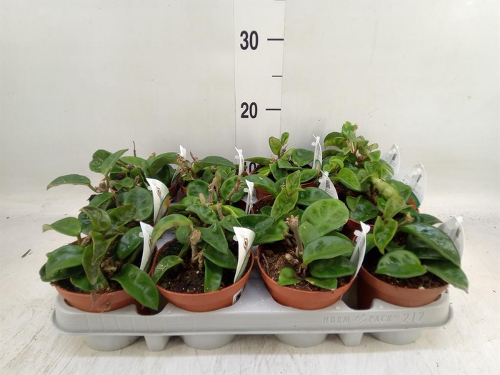 <h4>Hoya carnosa</h4>