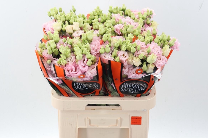 <h4>Eus G Celeb Queen</h4>