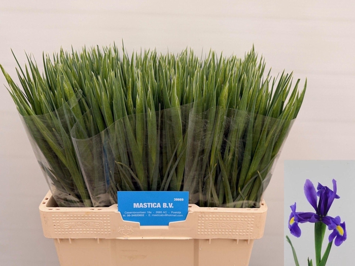 <h4>IRIS BLUE MAGIC</h4>