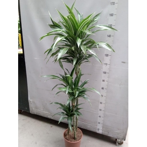 Dracaena fr de 'Ulises'