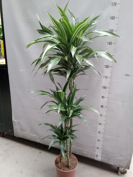 <h4>Dracaena fr de 'Ulises'</h4>