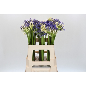 Agapanthus Mix
