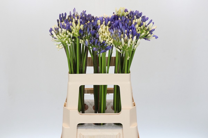 <h4>Agapanthus Mix</h4>
