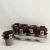 Aeonium arboreum
