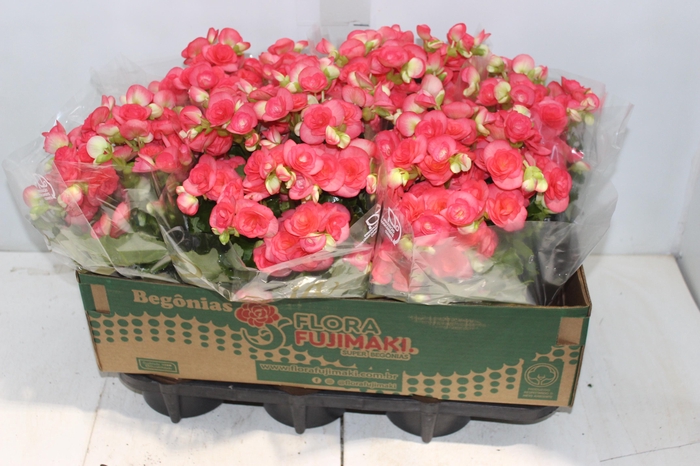 <h4>ASPLENIUM OSAKA CRESPO P17</h4>