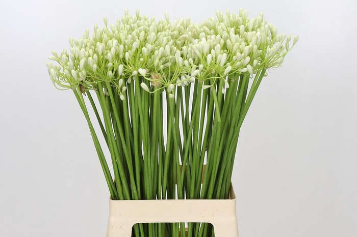 <h4>Agapanthus Prinses Marilène</h4>