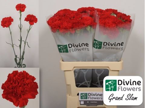<h4>Dianthus ST 'Grand Slam'</h4>