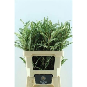 GREVI IVANHOE BRONZE