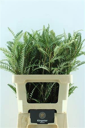 <h4>GREVI IVANHOE BRONZE</h4>