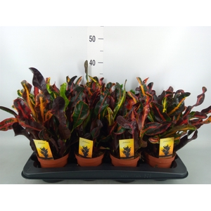 Codiaeum var. GR 'Mammi'