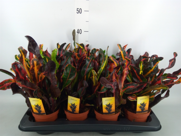 <h4>Codiaeum var. GR 'Mammi'</h4>