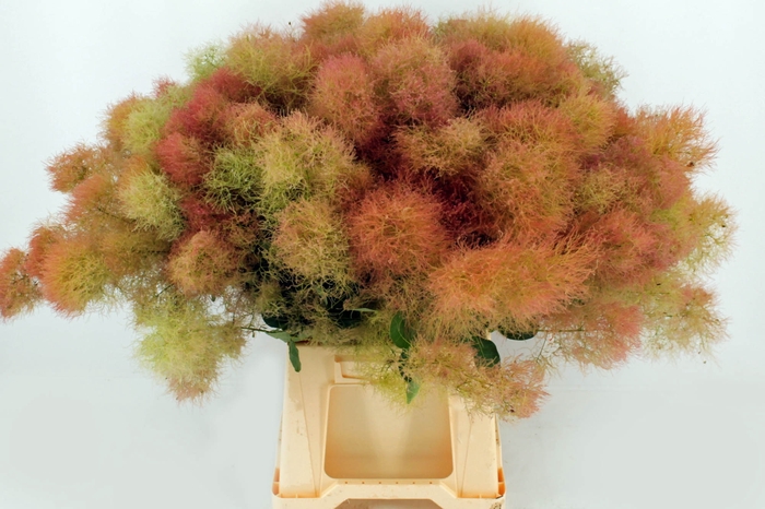 <h4>Cotinus c Young Lady</h4>