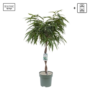 Ficus Mahori