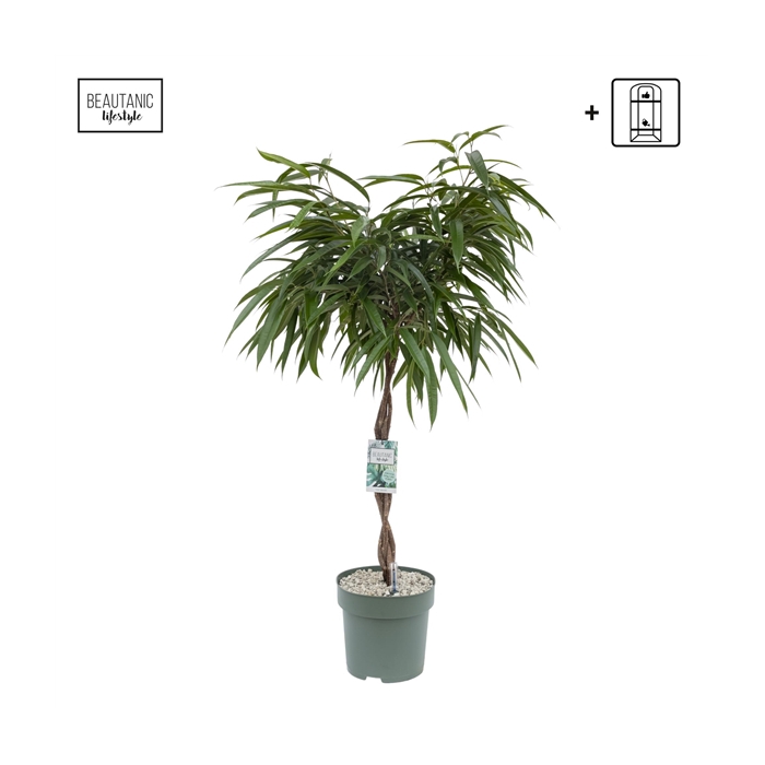 <h4>Ficus Mahori</h4>