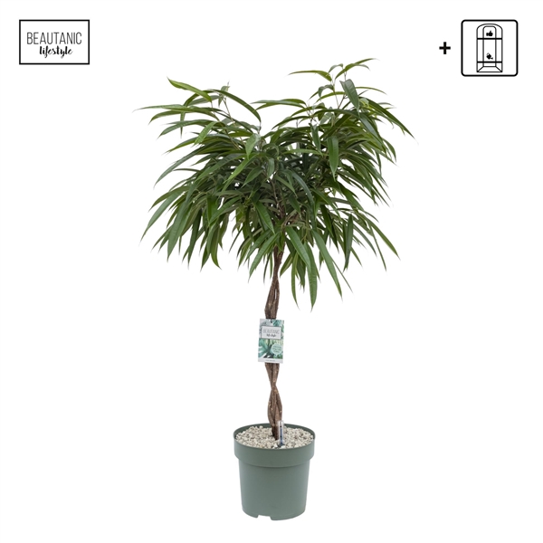 <h4>Ficus Mahori</h4>
